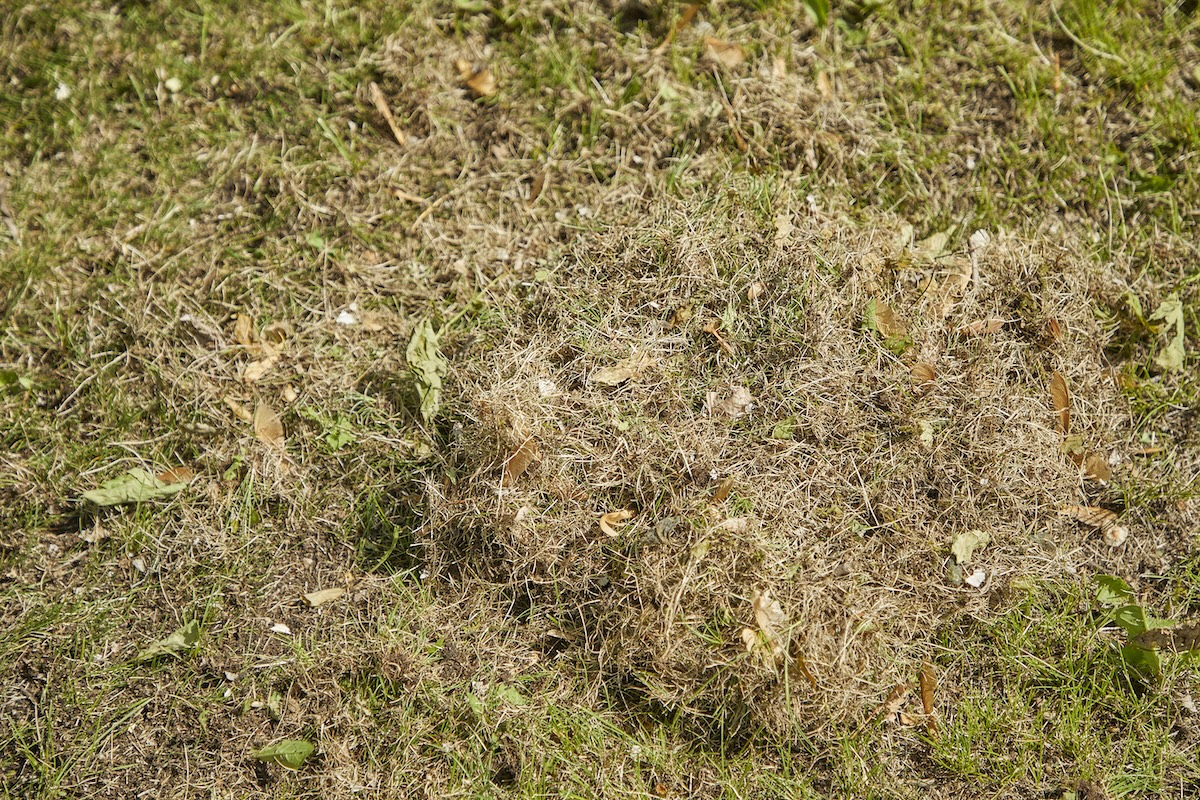 Pile of thatch in yard.
