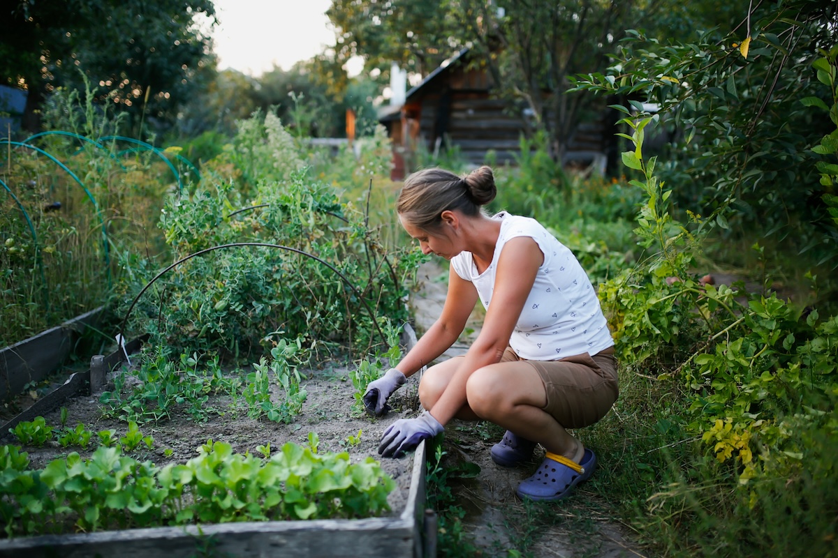 A woman in a white shirt works in a garden bed.