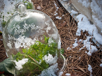 winter-gardening Winter Gardening