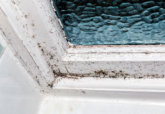 How to Remove Black Mold How to Remove Black Mold