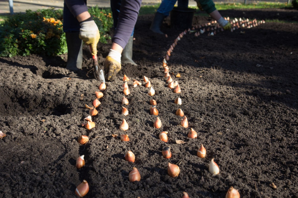 workers planted flower bulbs in town park