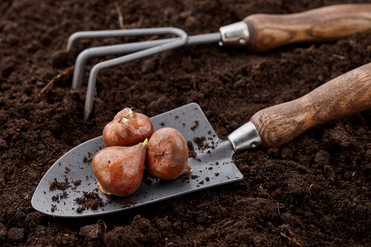 Planting tulip bulbs in soil with garden hand tools, close up view