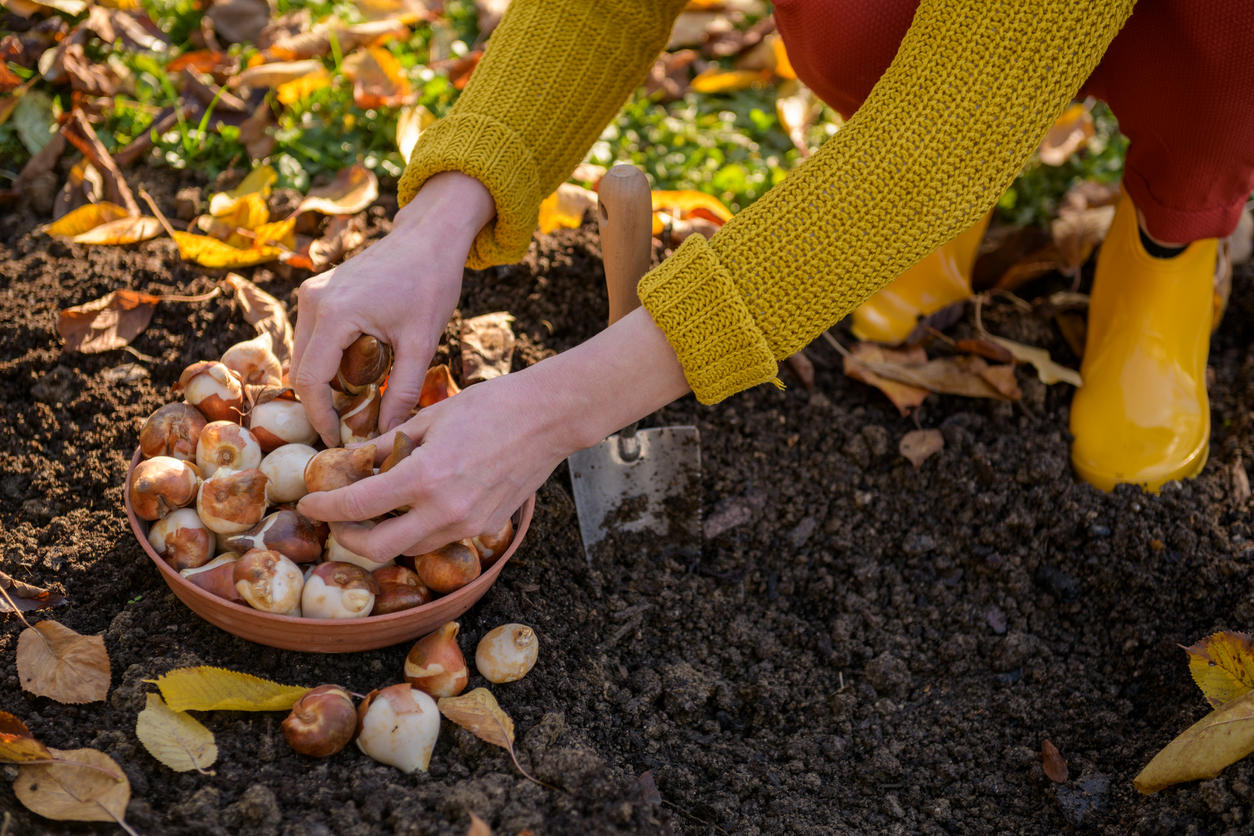 Woman planting tulip bulbs in a flower bed during a beautiful sunny autumn afternoon. Growing tulips. Fall gardening jobs background.