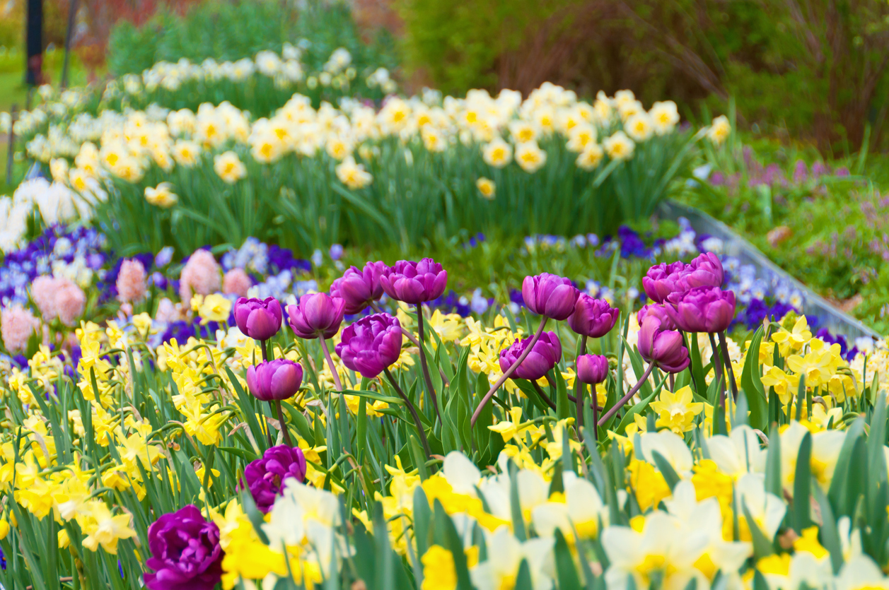 Tulips Daffodils White Narcissus Hyacinth Crocus