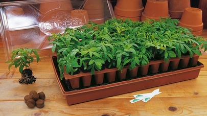 Light, Water, Warmth: Tips on Germinating Mail-Order Seeds