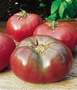 Burpee Cherokee Purple Tomato
