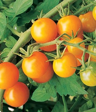 Burpee Sun Gold Hybrid Tomato