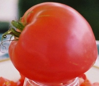 Landreth Seeds Anna Russian Tomato