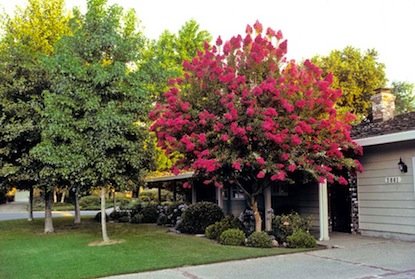 The Best Trees to Plant for Fall Foliage