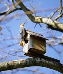 eHow bird on birdhouse