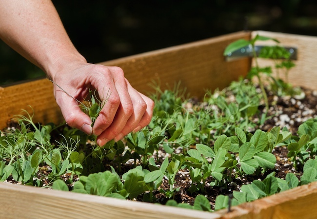 5 Small Home Improvements That Can Help Cultivate a Green Thumb