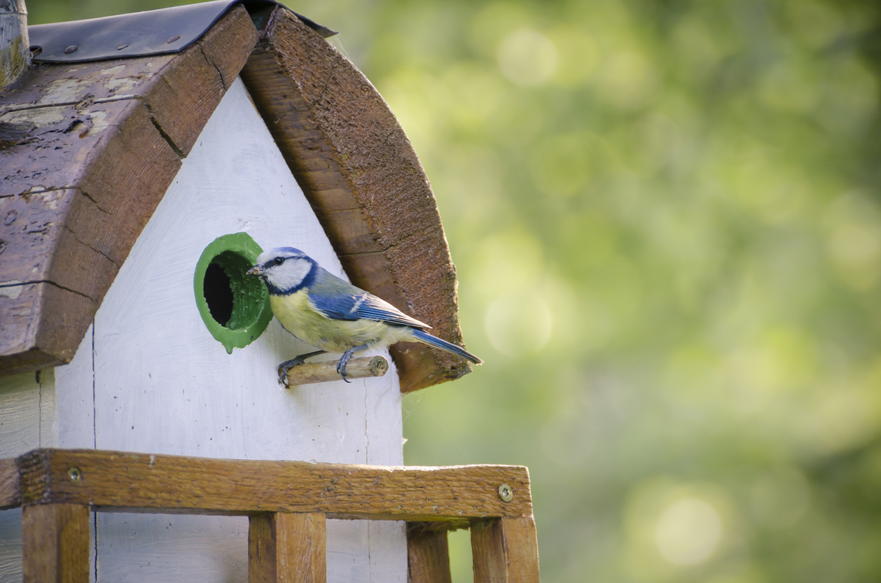 Small blue, yellow, and white bird sits on a birdhouse perch made of wooden dowel attached to white birdhouse.