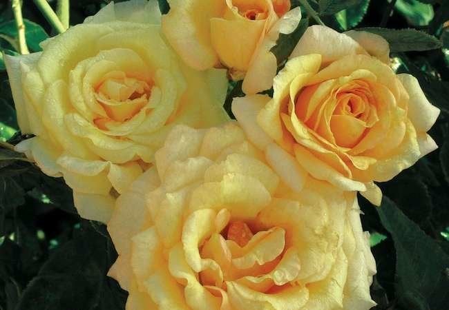 Roses: 11 Sensational Varieties to Consider