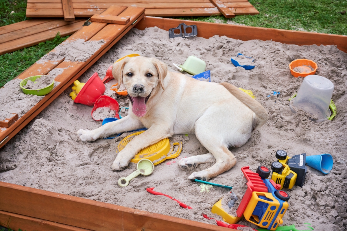 A puppy playing in a sandbox surrounded with toys