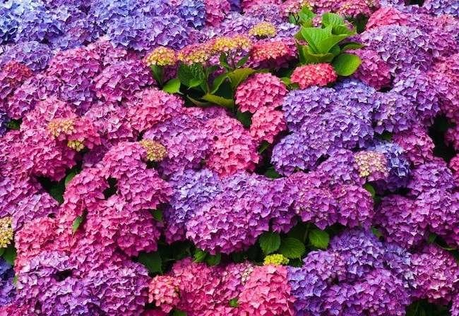 Plant These 12 Hydrangeas for a Showstopping Garden