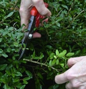 CommercialAppeal-pruning-boxwood