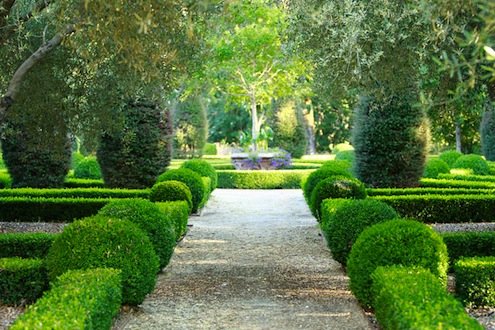 Boxwoods: Maintaining Structure in Your Garden