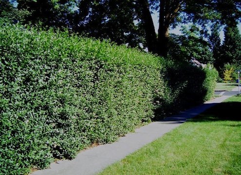 Creating Privacy and Beauty with Hedgerows