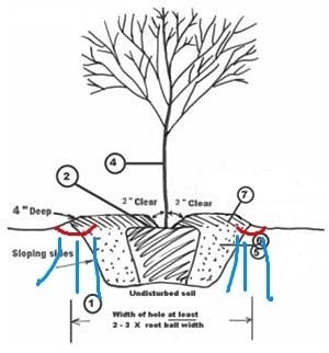 Treeworldinfo-How-to-Plant-Apple-Tree