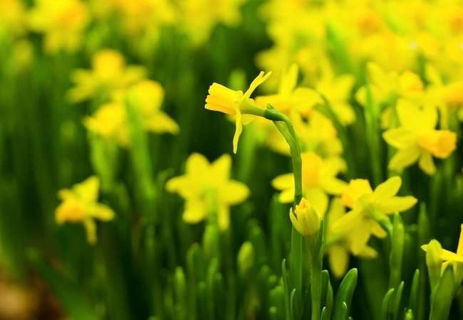 9 Daffodils to Cheer Up Your Garden