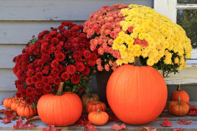 fall mums