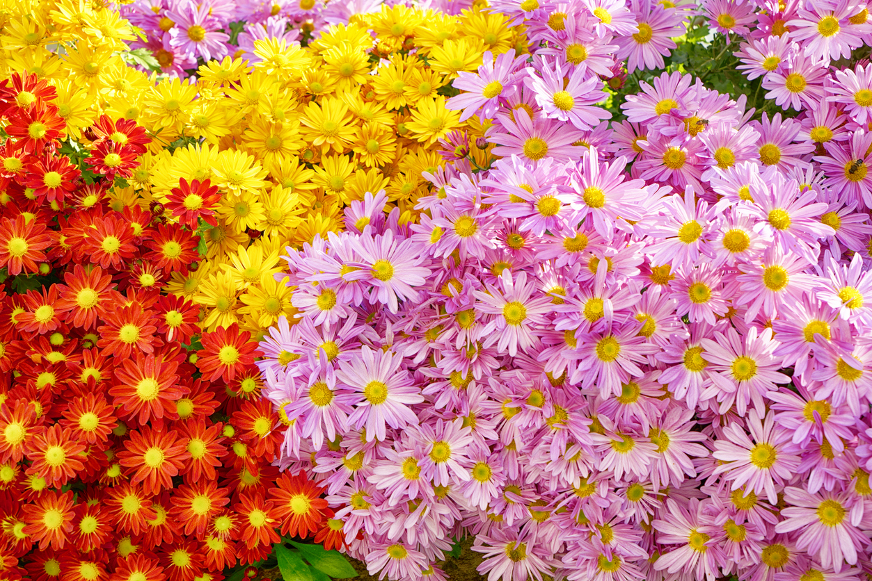 fall mums