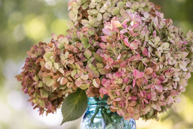 How to Dry Hydrangeas for Stunning Tabletop Displays