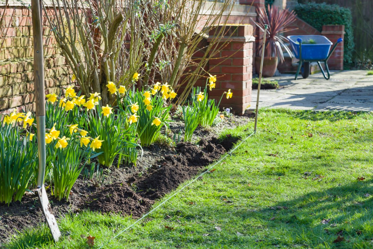 How to Plant Daffodils - Front Yard