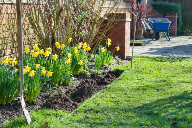 How to Plant and Care for Daffodils in Your Garden