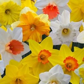tulipworld.com-daffodil-varieties