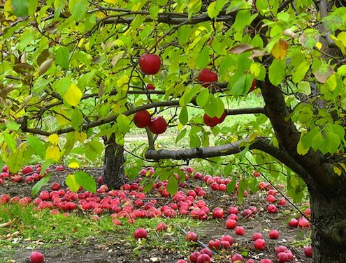 Heirloom Apples: Growing a Slice of History