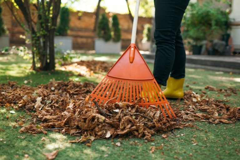 A person is using an orange rake to rake fallen leaves from the lawn.
