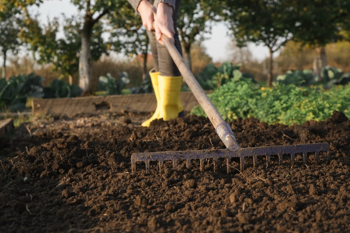 Person wearing rubber boots rakes the garden soil.