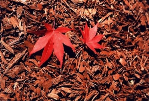 9 Types of Mulch to Keep Your Landscape Lush