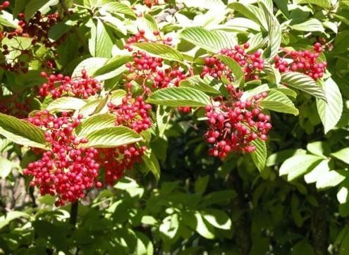 10 Trees That Spell Trouble for Your Yard