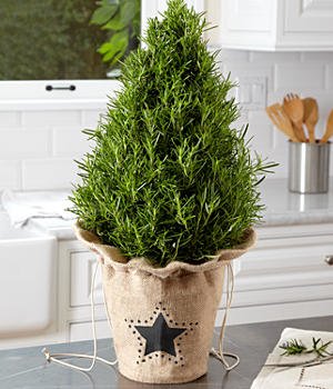Rosemary Tabletop Christmas Tree from ProFlowers