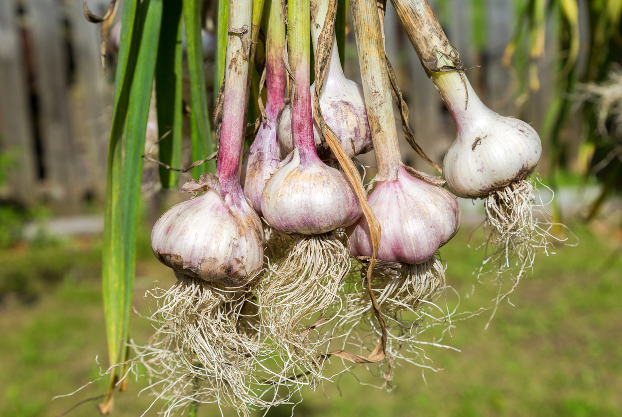 How to Harvest Garlic