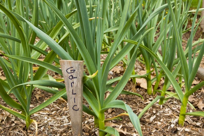 How to Plant Garlic