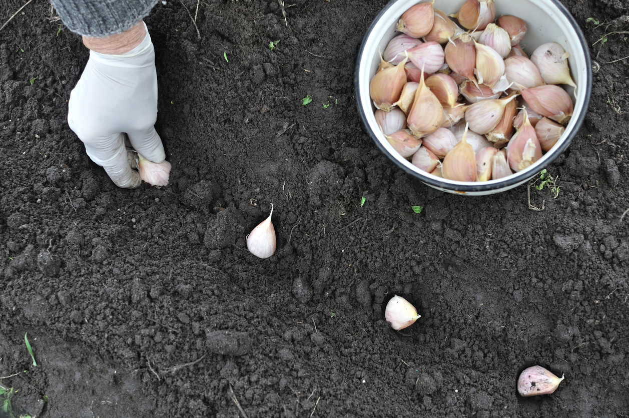 Planting Garlic in Garden