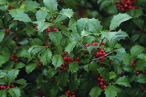 Deck the Halls: Holly Bushes