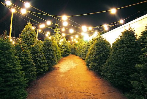 Tabletop Christmas Trees for the Holiday Season