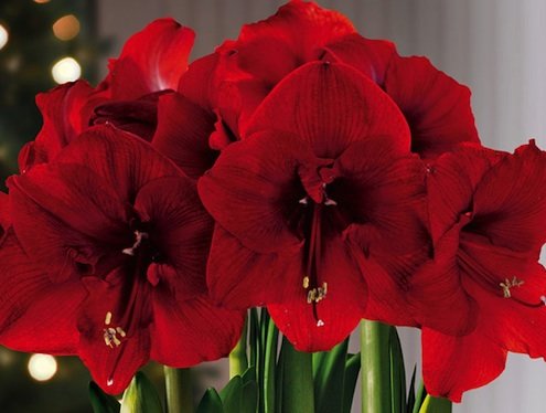 The Dos and Don’ts of Poinsettia Care
