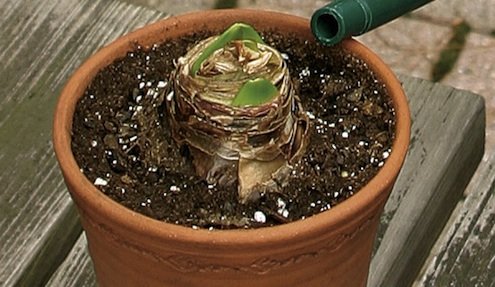 amaryllis bulb replanted in clay pot for reblooming