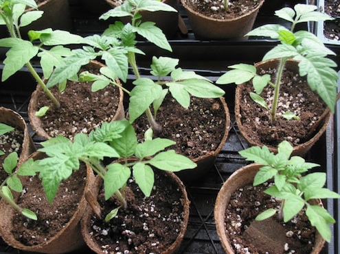 tomato plants from seed