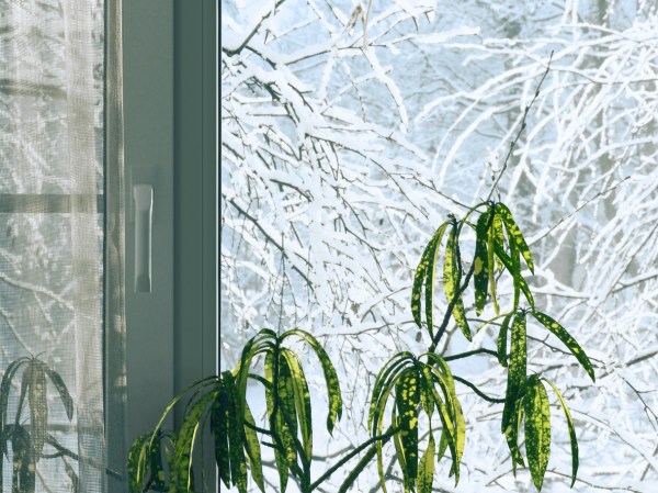 8 Care Tips for Houseplants in Winter