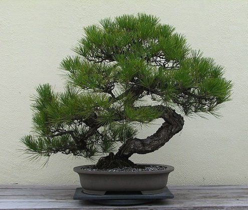 Jupiter Bonsai Tree
