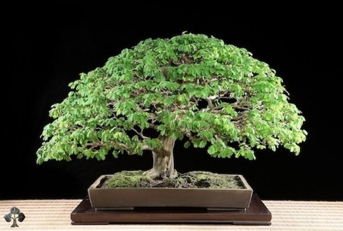 Brazilian rain tree bonsai