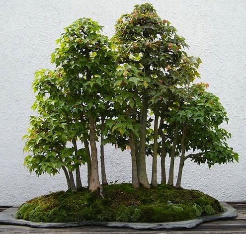 Trident Maple bonsai