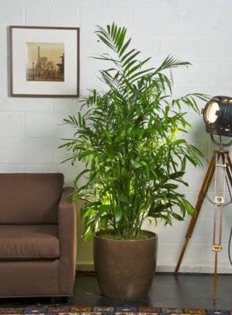The One Rule of (Green) Thumb When Decorating With Houseplants