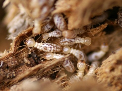 Subterranean termites.